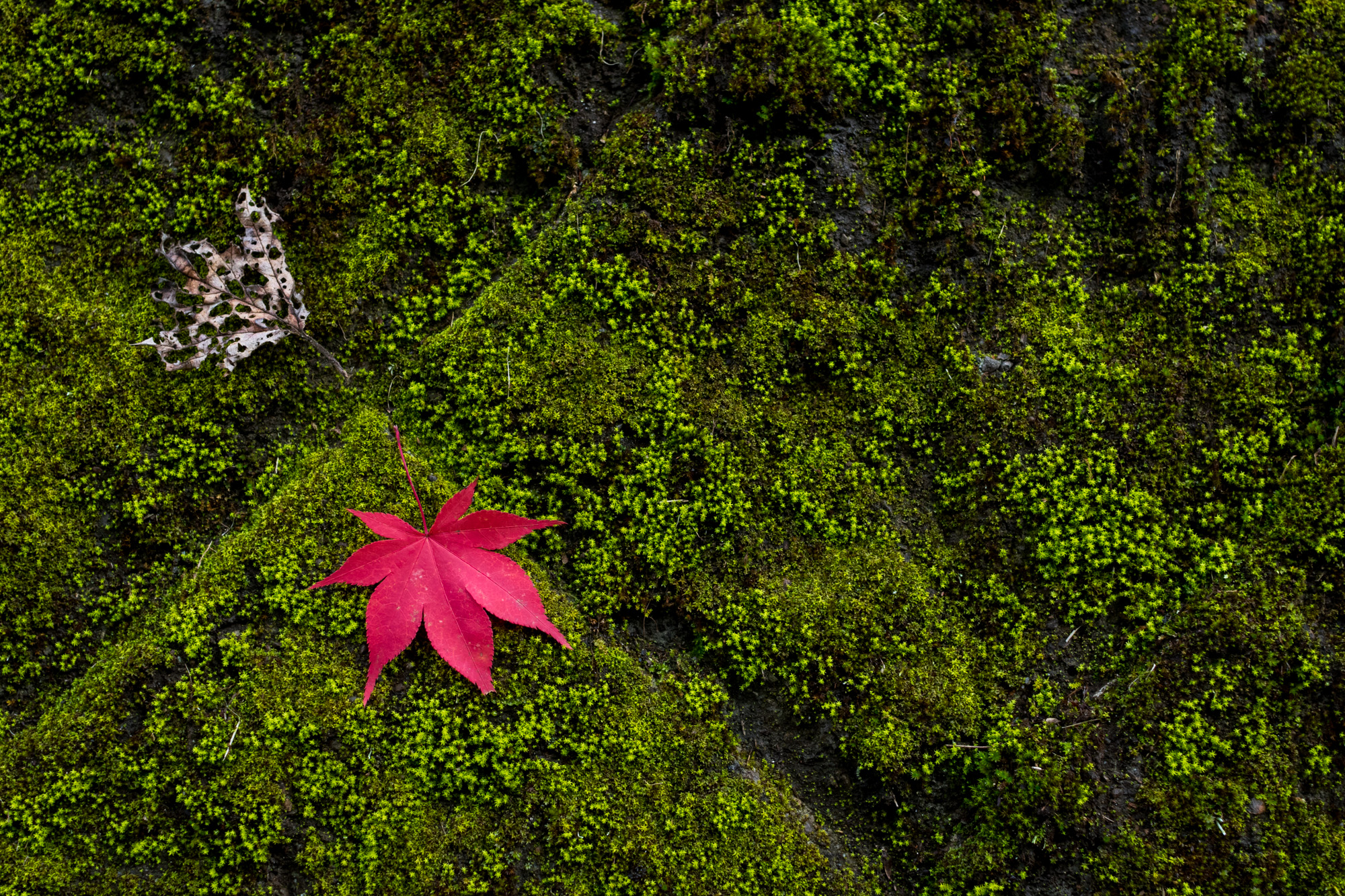 A photo of a fallen leaf on moths.